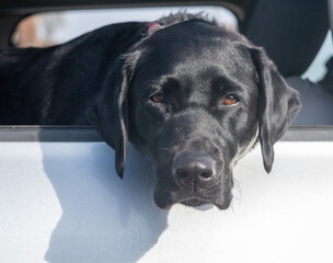 Black Lab in truck window