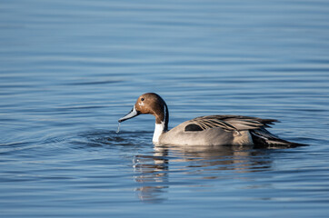 Northern Pintail in water