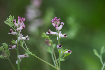 Fumaria officinalis, common fumitory, drug fumitory or earth smoke pink flowers of ingreen field with flowers of same species.