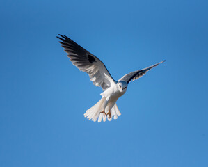 White-tailed Kite Hunting