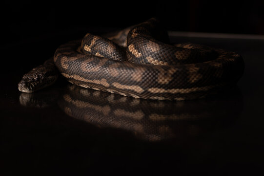 Carpet Python - Morelia Spilota