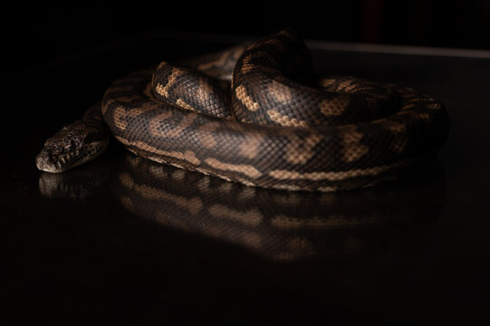 Carpet Python - Morelia Spilota