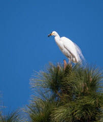 Great Egret perched on top of a 50 foot pine tree eating a hummingbird it captured in Southern California.