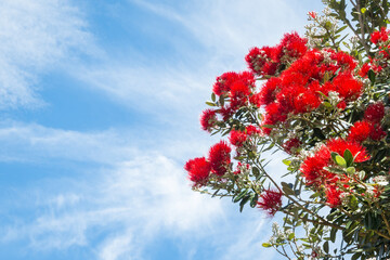 New Zealand Christmas tree in bloom against blue sky with copy space on left