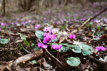 The beginning of spring. Blossoming Cyclamen Caucasian. Purple flowers in a sunny forest