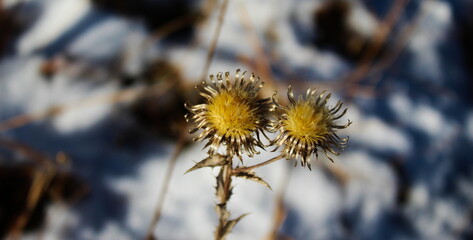 Beautiful golden flowers that are above the snow. Dried flowers in the snow.