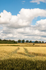 Welsh landscape in the summertime.