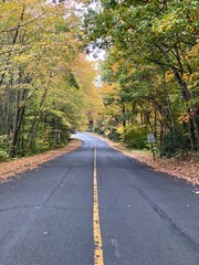 road in autumn forest