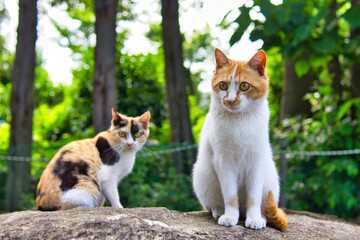 野良猫の