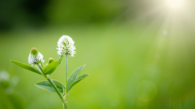 Trifolium montanum, mountain clover meadow in summer. Collecting medicinal herbs for non-traditional medicine