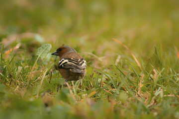 Vögel auf Futtersuche im gras
