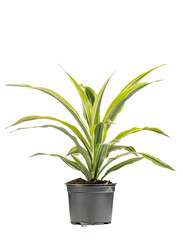 Green decorative plant with long leafes potted in a gray flower pot