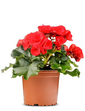 The Red Begonia flower is plant in a brown flowerpot on white background.