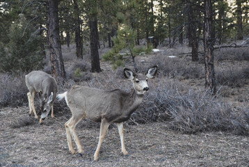 Naklejka na ściany i meble two deer in Bryce National Park utah during winter early spring