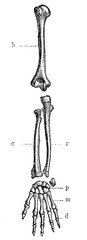 Left arm bones humans, seen from behind. Illustration of the 19th century. Germany. White background.