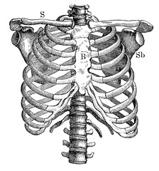 Thorax from the front. Illustration of the 19th century. Germany. White background.