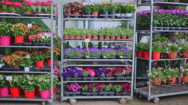 Assorted blooming flowers in pots on racks prepared for sale in store. High quality FullHD footage