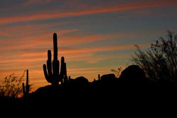 Silhouette of saguaro cactus at sunset in Phoenix, Arizona, USA © Supinda Duke-Aiton