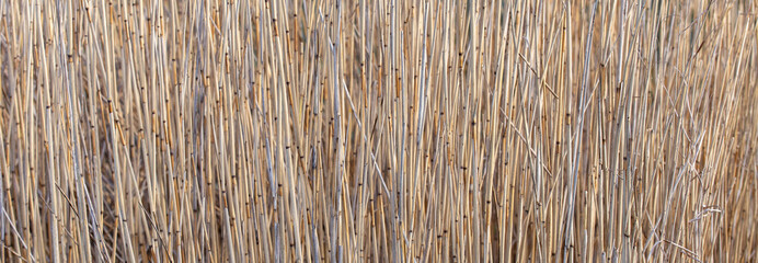 texture of reed - nature background