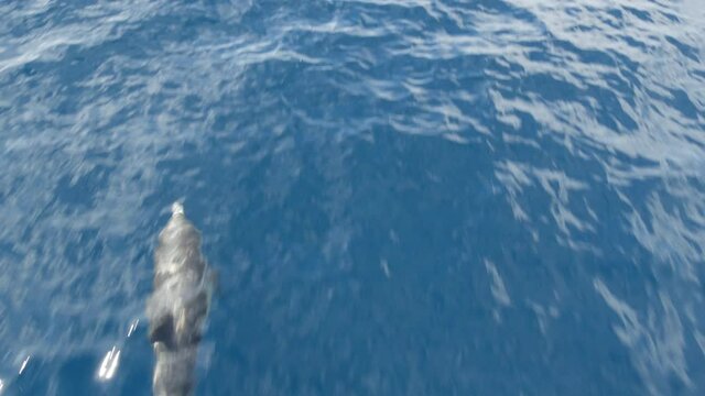 Pod of dolphins porpoising in freedom, pacific ocean surface, blue water splashing. School of wild marine animals leaping, jumping and having fun in sea. Whale watching in Oceanside, California USA.