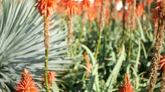 Aloe succulent plant red flower, California USA. Desert flora, arid climate natural botanical close up background. Vivid juicy bloom of Aloe Vera. Gardening in America, grows with cactus and agave.