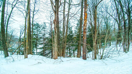 Frosty winter snow and trees in woodland area