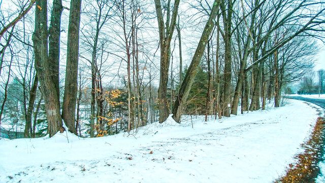 Trees Along Cold Snowy Winter Roadside