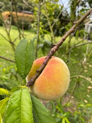 oranges on tree