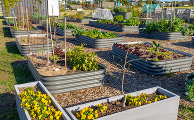 Australian urban community garden, raised beds growing vegetables for sustainable living