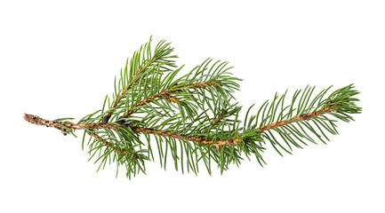 Fir tree isolated on white background