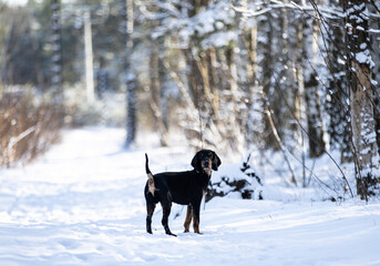 Fototapeta na wymiar dog running in snow