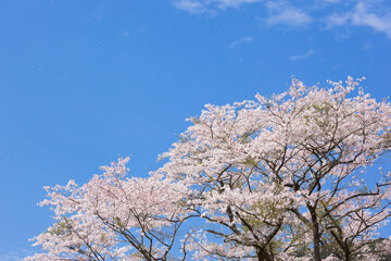 入来清浦ダム周辺　 青空を背景に満開の桜	
