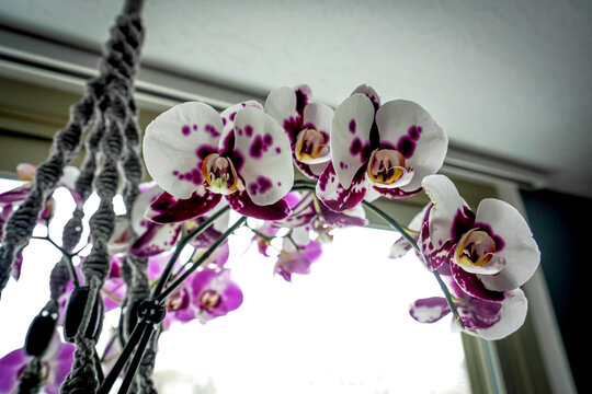 Purple and White Orchid