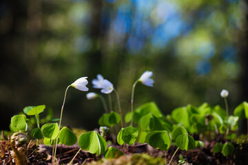 Beautiful nature spring background