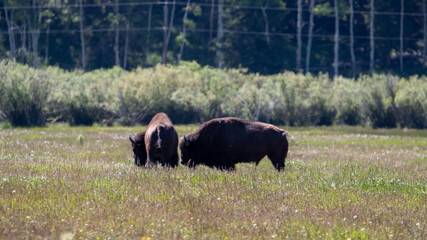 Bison In Yellowstone NP