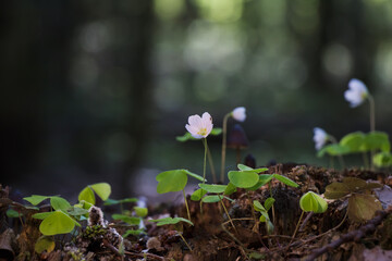 White flowers common wood-sorrel closeup
