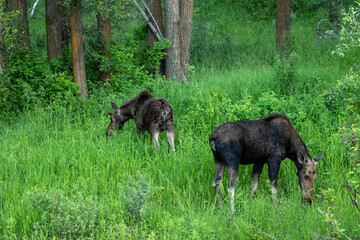 Moose Grazing in Jackson Hole Wyoming