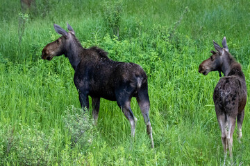 Mother Moose and Baby in Jackson Hole Wyoming