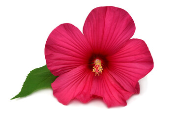 Hibiscus head pink flower grade Fireball isolated on white background