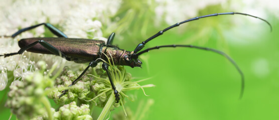 Musk beetle, Aromia moschata on hogweed