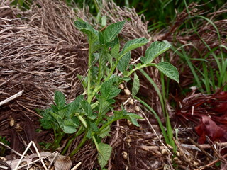 green, leaf, plant, mint, leaves, nature, herb, fresh, peppermint, garden, herbal, food, medicine, nettle, spice, closeup, macro, foliage, natural, tree, growth, summer, flora, spearmint, ingredient