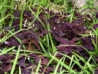 Obraz premium green, leaf, plant, mint, leaves, nature, herb, fresh, peppermint, garden, herbal, food, medicine, nettle, spice, closeup, macro, foliage, natural, tree, growth, summer, flora, spearmint, ingredient