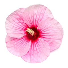 Hibiscus head pink flower grade Summer Storm isolated on white background