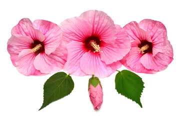 Bouquet of pink hibiscus with bud and leaves isolated on white background. Flat lay, top view