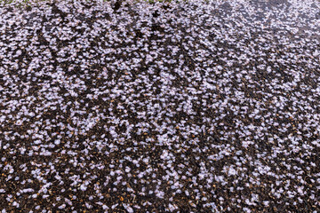 春爛漫、満開の桜を見に行こう！