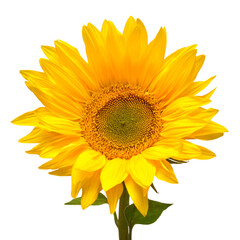 Sunflower head isolated on white background. Sun symbol. Flowers yellow, agriculture. Seeds and oil. Flat lay, top view. Bio. Eco. Creative