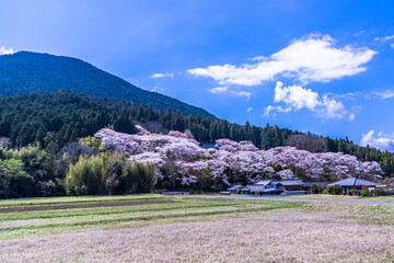 春爛漫、満開の桜を見に行こう！