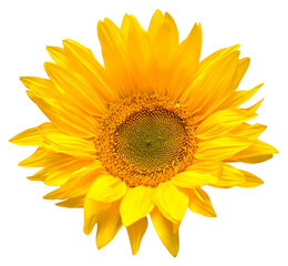 Fototapeta premium Sunflower head isolated on white background. Sun symbol. Flowers yellow, agriculture. Seeds and oil. Flat lay, top view. Bio. Eco. Creative