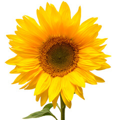 Fototapeta premium Sunflower isolated on white background. Sun symbol. Flowers yellow, agriculture. Seeds and oil. Flat lay, top view. Bio. Eco. Creative