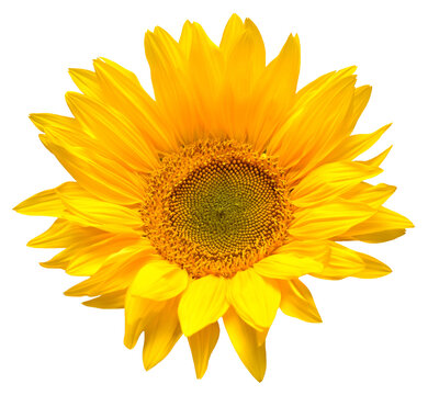 Sunflower head isolated on white background. Sun symbol. Flowers yellow, agriculture. Seeds and oil. Flat lay, top view. Bio. Eco. Creative